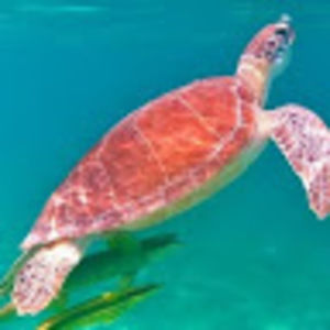 Meet your Posher, Walker